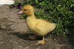 vogelfotos ente_-_warzenente