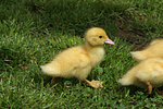 vogelfotos ente_-_warzenente