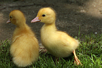 vogelfotos ente_-_warzenente