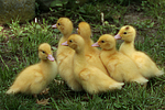 vogelfotos ente_-_warzenente
