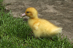 vogelfotos ente_-_warzenente