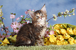 katzenfotos maine_coon