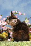 katzenfotos maine_coon