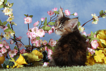 katzenfotos maine_coon