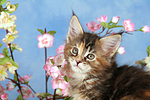 katzenfotos maine_coon