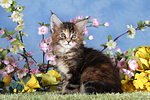 katzenfotos maine_coon