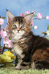 katzenfotos maine_coon