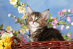katzenfotos maine_coon