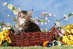 katzenfotos maine_coon