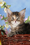 katzenfotos maine_coon