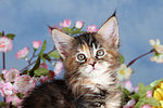 katzenfotos maine_coon