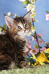 katzenfotos maine_coon