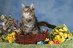 katzenfotos maine_coon