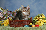 katzenfotos maine_coon