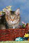 katzenfotos maine_coon