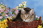katzenfotos maine_coon
