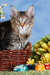 katzenfotos maine_coon