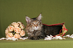 katzenfotos maine_coon