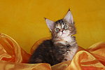 katzenfotos maine_coon
