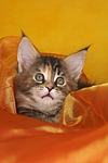 katzenfotos maine_coon