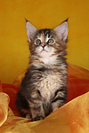katzenfotos maine_coon