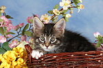 katzenfotos maine_coon
