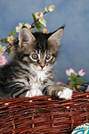 katzenfotos maine_coon