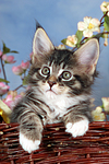 katzenfotos maine_coon