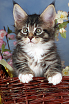 katzenfotos maine_coon