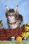 katzenfotos maine_coon