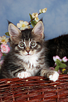 katzenfotos maine_coon