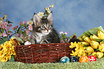 katzenfotos maine_coon