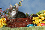 katzenfotos maine_coon