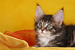katzenfotos maine_coon
