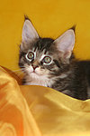 katzenfotos maine_coon