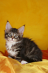 katzenfotos maine_coon