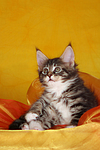 katzenfotos maine_coon