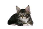 katzenfotos maine_coon