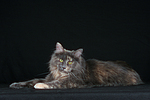 katzenfotos maine_coon