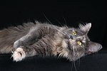 katzenfotos maine_coon