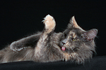katzenfotos maine_coon