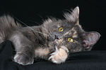 katzenfotos maine_coon