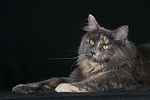 katzenfotos maine_coon