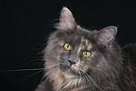 katzenfotos maine_coon