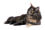 katzenfotos maine_coon