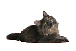 katzenfotos maine_coon