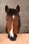 pferdefotos deutsches_reitpony