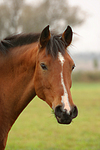 pferdefotos deutsches_reitpony