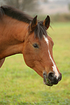 pferdefotos deutsches_reitpony