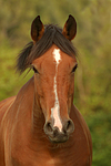 pferdefotos deutsches_reitpony